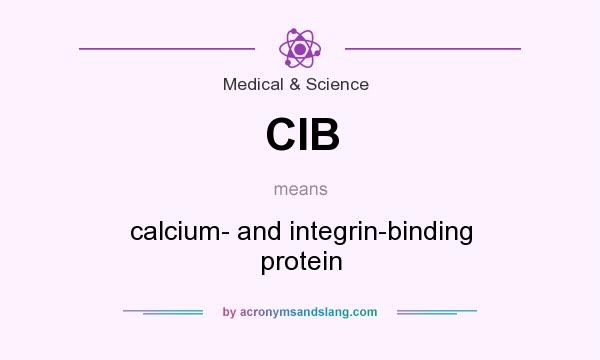 What does CIB mean? It stands for calcium- and integrin-binding protein