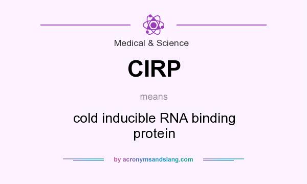 What does CIRP mean? It stands for cold inducible RNA binding protein