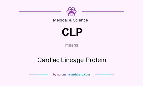 What does CLP mean? It stands for Cardiac Lineage Protein