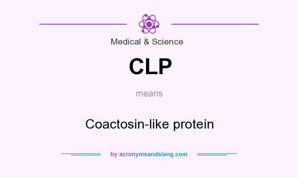 What does CLP mean? It stands for Coactosin-like protein