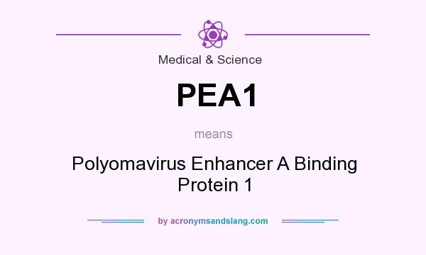 What does PEA1 mean? It stands for Polyomavirus Enhancer A Binding Protein 1