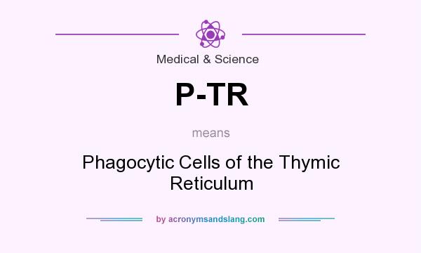 What does P-TR mean? It stands for Phagocytic Cells of the Thymic Reticulum
