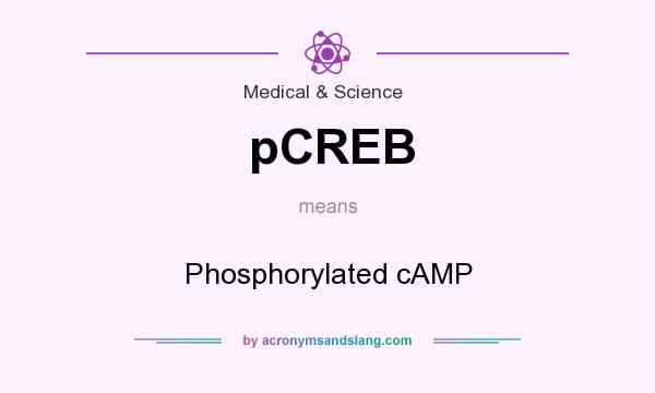 What does pCREB mean? It stands for Phosphorylated cAMP