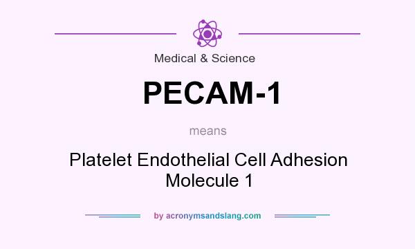 What does PECAM-1 mean? It stands for Platelet Endothelial Cell Adhesion Molecule 1