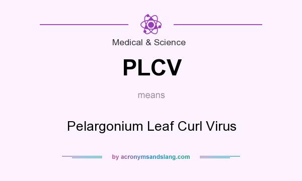 What does PLCV mean? It stands for Pelargonium Leaf Curl Virus