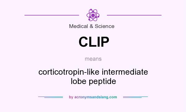 What does CLIP mean? It stands for corticotropin-like intermediate lobe peptide