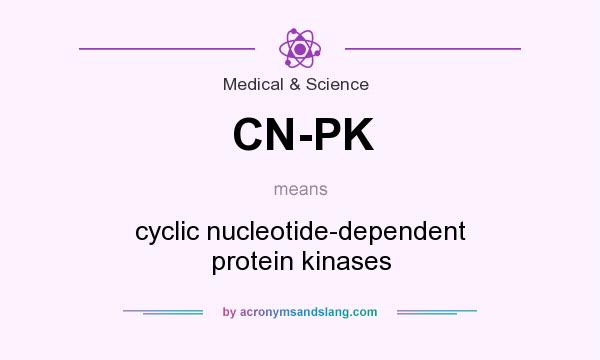 What does CN-PK mean? It stands for cyclic nucleotide-dependent protein kinases