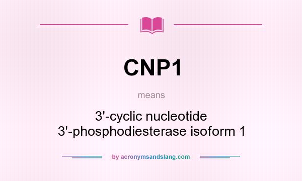 What does CNP1 mean? It stands for 3`-cyclic nucleotide 3`-phosphodiesterase isoform 1