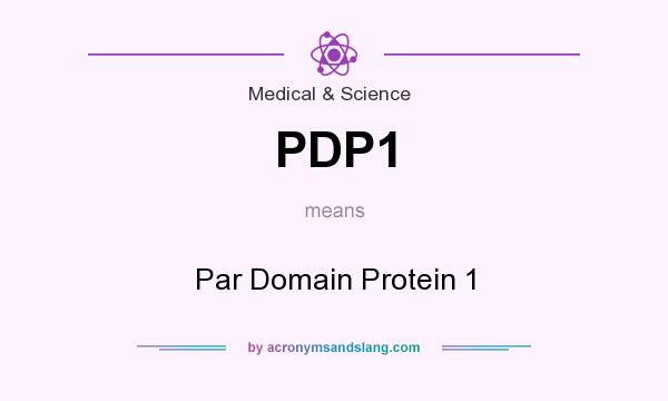 What does PDP1 mean? It stands for Par Domain Protein 1