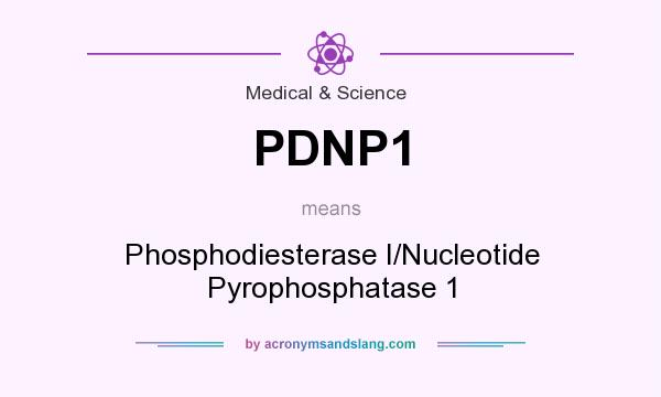 What does PDNP1 mean? It stands for Phosphodiesterase I/Nucleotide Pyrophosphatase 1