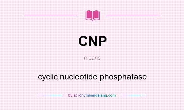 What does CNP mean? It stands for cyclic nucleotide phosphatase