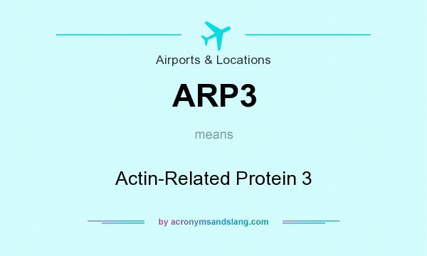 What does ARP3 mean? It stands for Actin-Related Protein 3