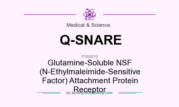 What does Q-SNARE mean? It stands for Glutamine-Soluble NSF (N-Ethylmaleimide-Sensitive Factor) Attachment Protein Receptor