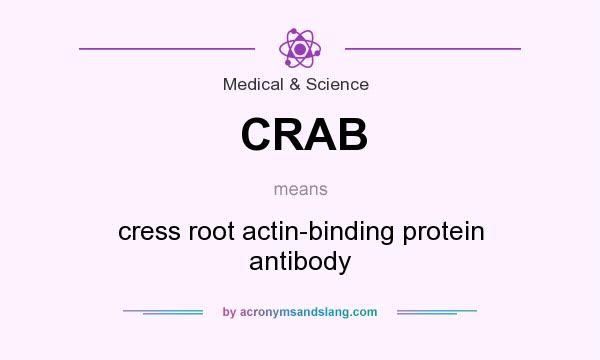 What does CRAB mean? It stands for cress root actin-binding protein antibody