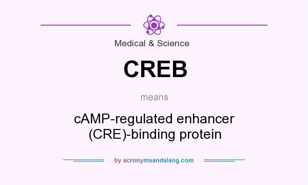 What does CREB mean? It stands for cAMP-regulated enhancer (CRE)-binding protein