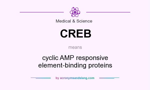 What does CREB mean? It stands for cyclic AMP responsive element-binding proteins