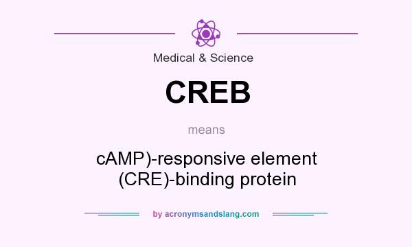 What does CREB mean? It stands for cAMP)-responsive element (CRE)-binding protein