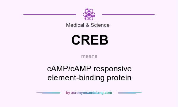 What does CREB mean? It stands for cAMP/cAMP responsive element-binding protein