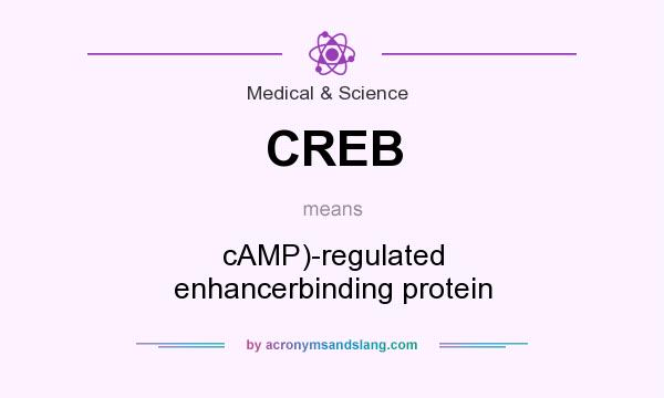 What does CREB mean? It stands for cAMP)-regulated enhancerbinding protein