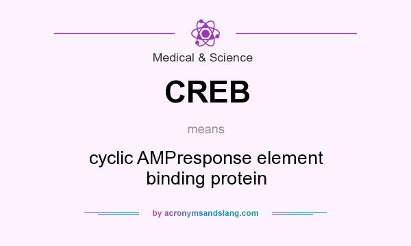 What does CREB mean? It stands for cyclic AMPresponse element binding protein
