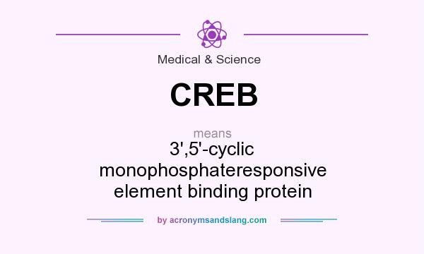 What does CREB mean? It stands for 3`,5`-cyclic monophosphateresponsive element binding protein