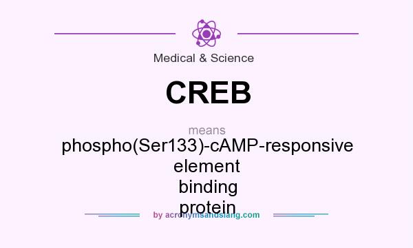 What does CREB mean? It stands for phospho(Ser133)-cAMP-responsive element binding protein