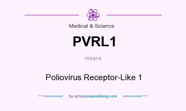 What does PVRL1 mean? It stands for Poliovirus Receptor-Like 1