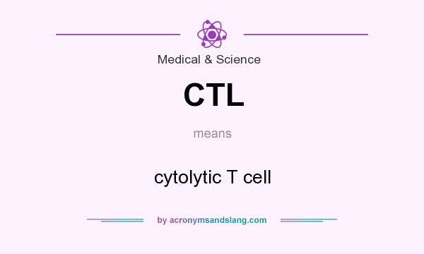 What does CTL mean? It stands for cytolytic T cell