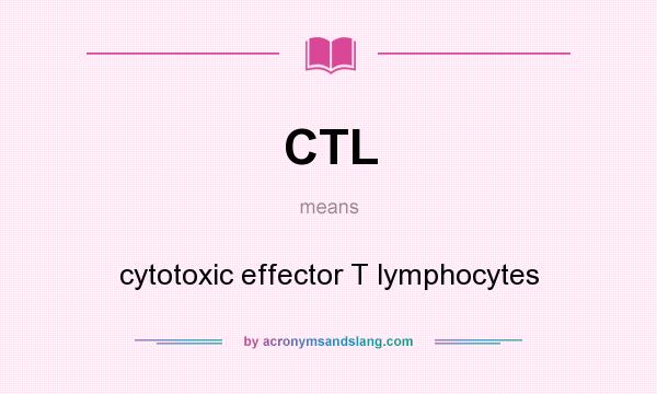 What does CTL mean? It stands for cytotoxic effector T lymphocytes