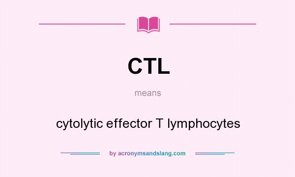 What does CTL mean? It stands for cytolytic effector T lymphocytes