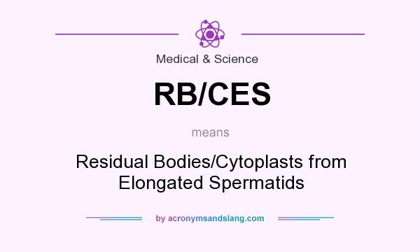 What does RB/CES mean? It stands for Residual Bodies/Cytoplasts from Elongated Spermatids