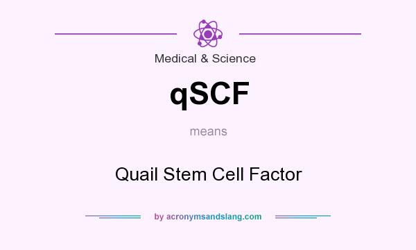 What does qSCF mean? It stands for Quail Stem Cell Factor