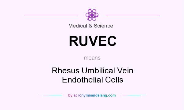 What does RUVEC mean? It stands for Rhesus Umbilical Vein Endothelial Cells