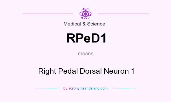 What does RPeD1 mean? It stands for Right Pedal Dorsal Neuron 1