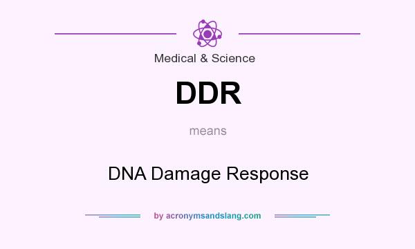 What does DDR mean? It stands for DNA Damage Response
