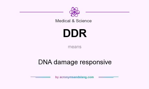 What does DDR mean? It stands for DNA damage responsive