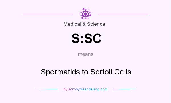 What does S:SC mean? It stands for Spermatids to Sertoli Cells