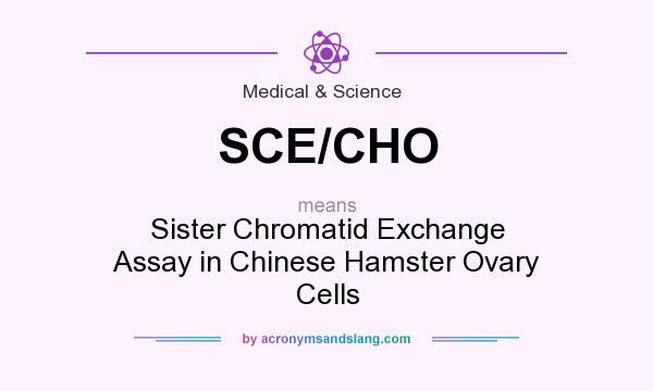 What does SCE/CHO mean? It stands for Sister Chromatid Exchange Assay in Chinese Hamster Ovary Cells