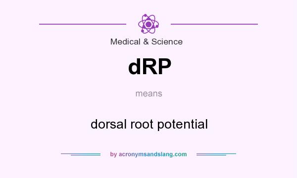 What does dRP mean? It stands for dorsal root potential