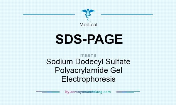 What does SDS-PAGE mean? It stands for Sodium Dodecyl Sulfate Polyacrylamide Gel Electrophoresis