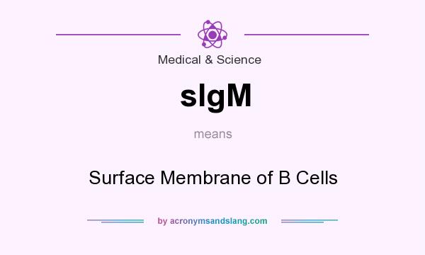 What does sIgM mean? It stands for Surface Membrane of B Cells