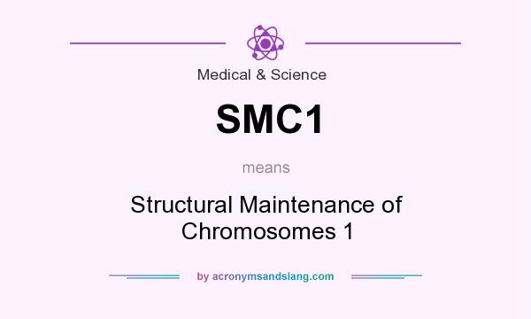 What does SMC1 mean? It stands for Structural Maintenance of Chromosomes 1
