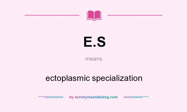 What does E.S mean? It stands for ectoplasmic specialization