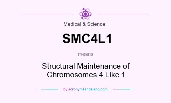 What does SMC4L1 mean? It stands for Structural Maintenance of Chromosomes 4 Like 1