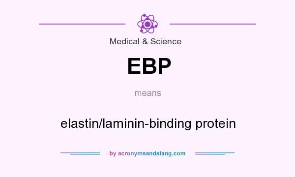 What does EBP mean? It stands for elastin/laminin-binding protein