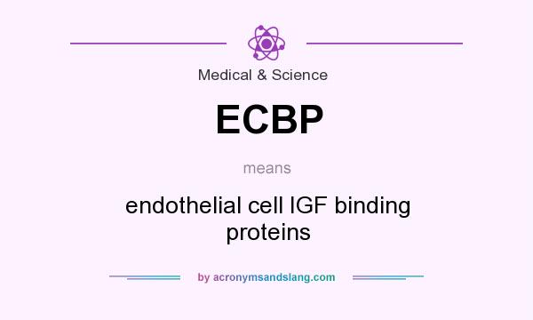 What does ECBP mean? It stands for endothelial cell IGF binding proteins