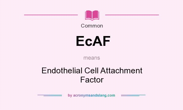 What does EcAF mean? It stands for Endothelial Cell Attachment Factor