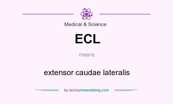 What does ECL mean? It stands for extensor caudae lateralis