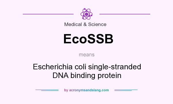 What does EcoSSB mean? It stands for Escherichia coli single-stranded DNA binding protein