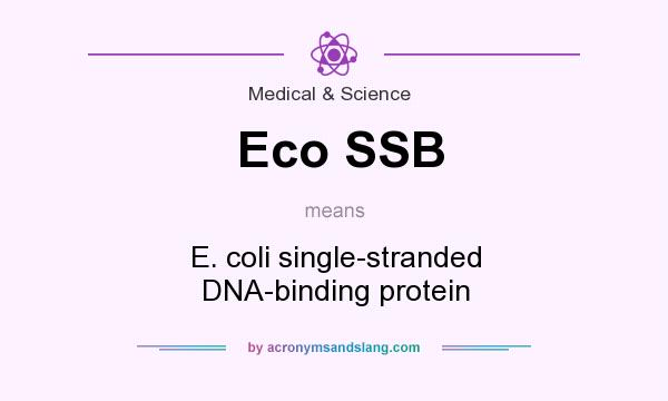 What does Eco SSB mean? It stands for E. coli single-stranded DNA-binding protein
